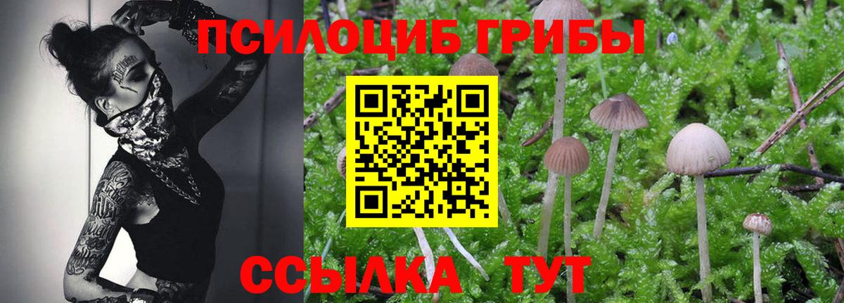 Галлюциногенные грибы Psilocybe  Вход с VPN  Вольск 
